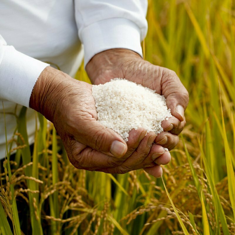 homme tenant du riz rond japonica akafuji dans les mains