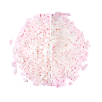 riz japonica Akafuji et riz indica riz japonica akafuji et riz indica